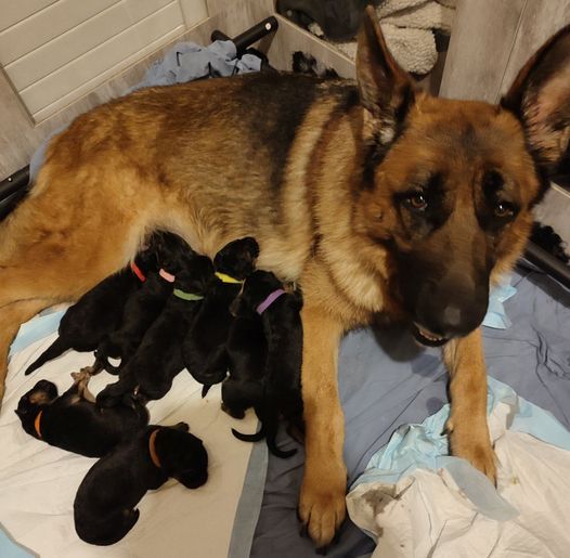 chiot Berger Allemand Du Clan De La Vallée