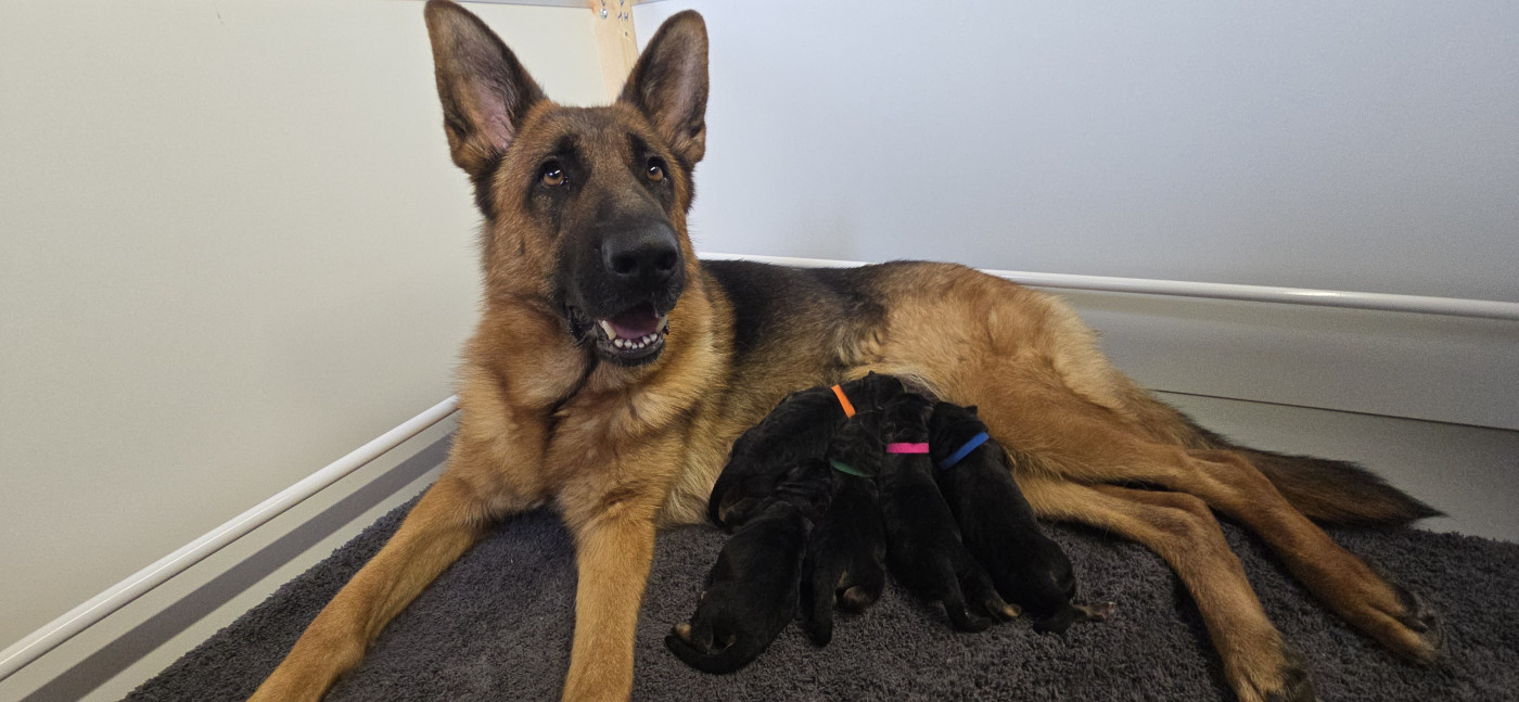 Chiot Berger Allemand Du Clan De La Vallée