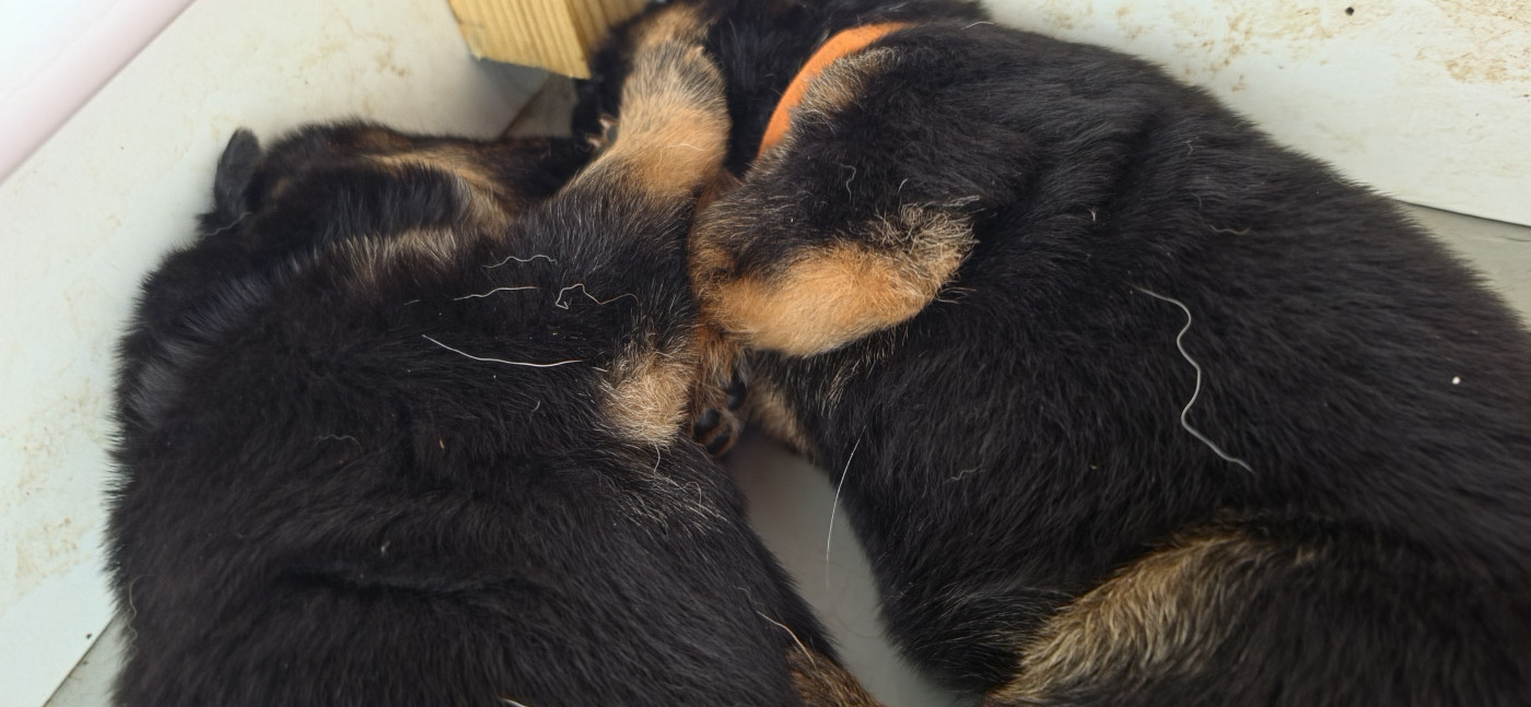 Du Clan De La Vallée - Chiots disponibles - Berger Allemand