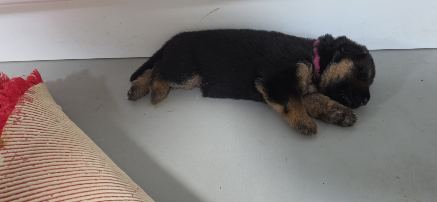 Du Clan De La Vallée - Chiots disponibles - Berger Allemand