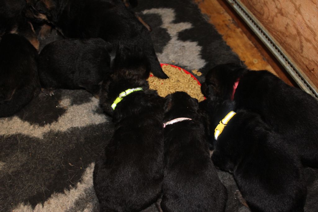 Du Clan De La Vallée - Chiots disponibles - Berger Allemand