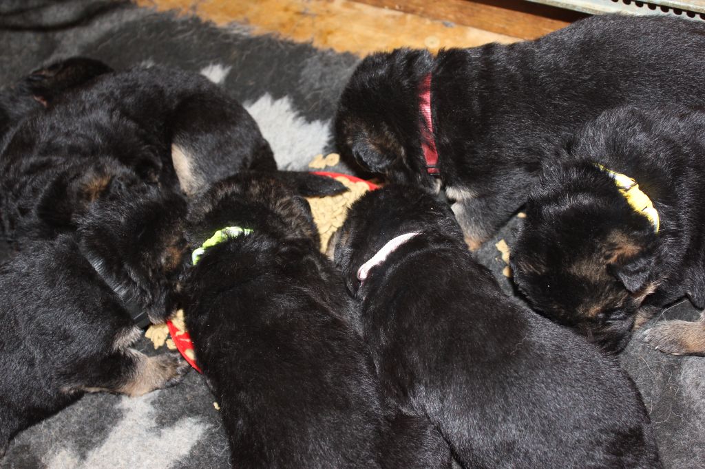 Du Clan De La Vallée - Chiots disponibles - Berger Allemand