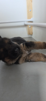 Chiot N°3