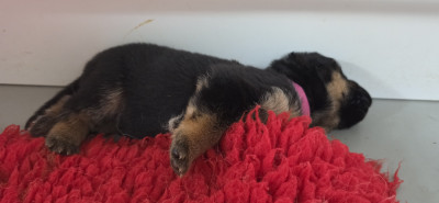 Chiot N°4