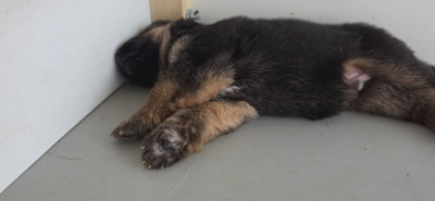 Chiot N°5
