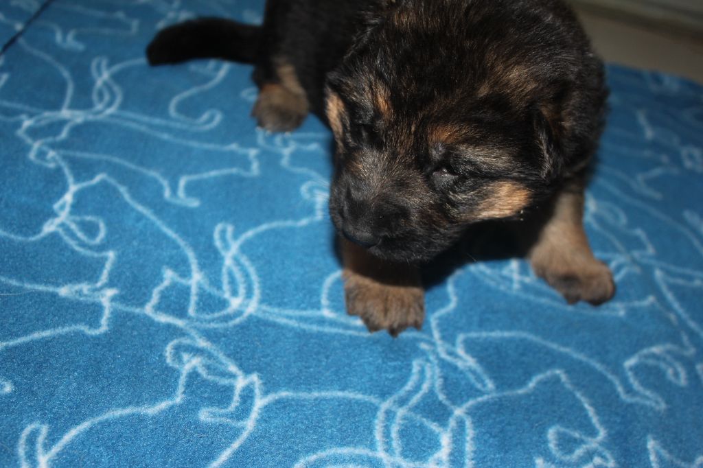 Du Clan De La Vallée - Chiots disponibles - Berger Allemand